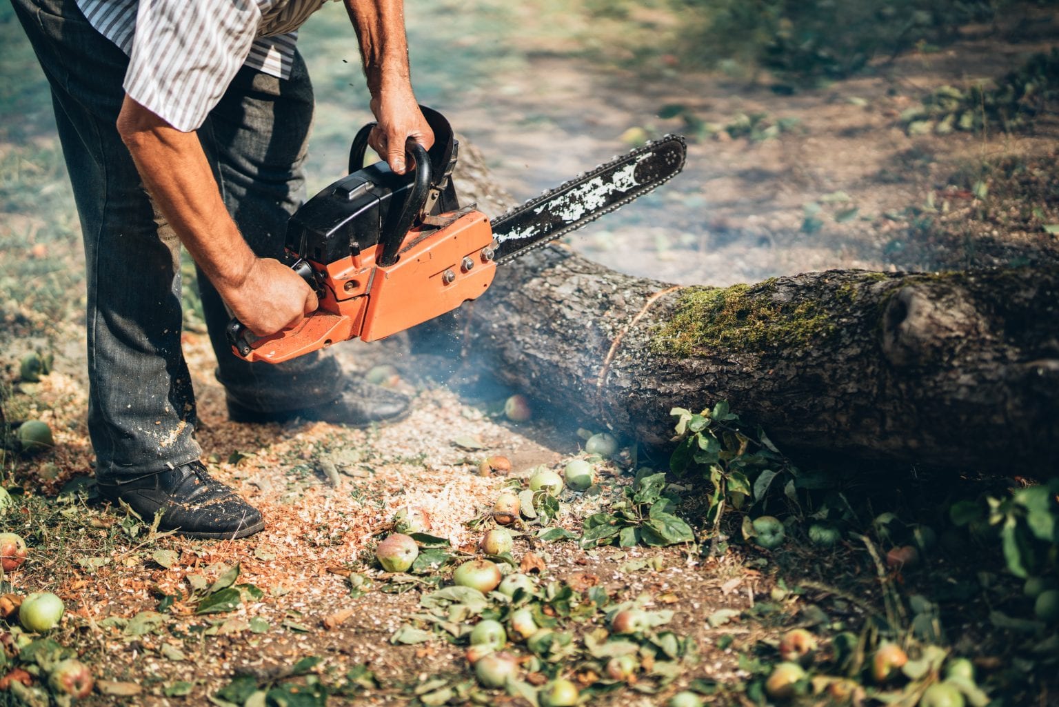 Commercial Tree Care - The Florida Groundskeeper